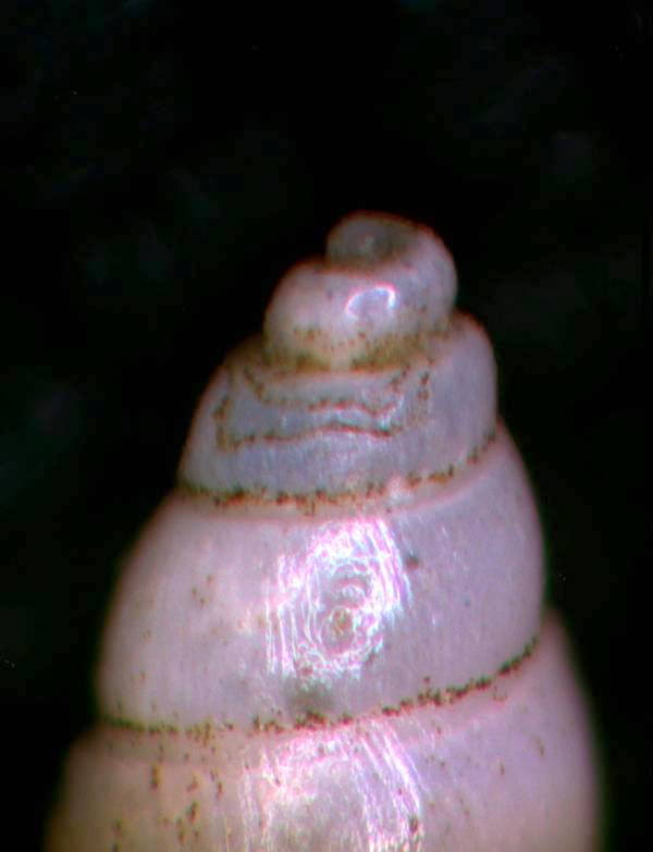 Aiuto per identificazione. Grazie